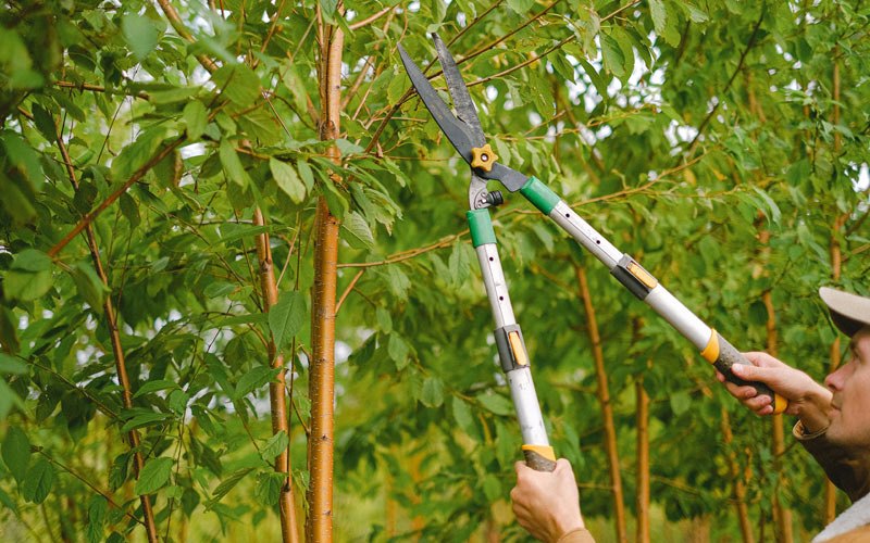 Tree trimming in Perth, ND
