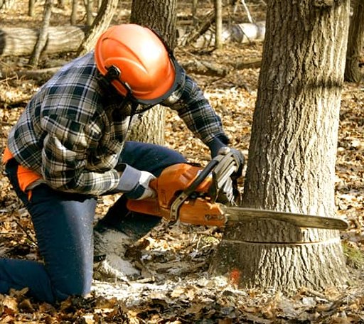 Tree Removal in Perth, ND